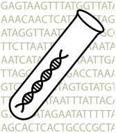 dna word