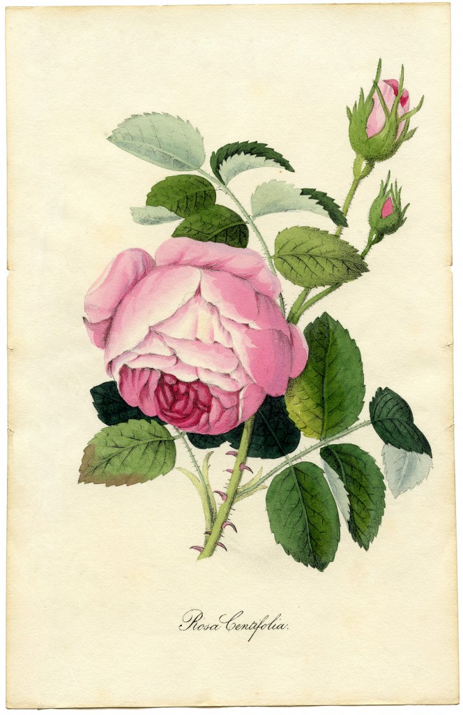 Vintage Printable Botanical Rose GraphicsFairy sm 664x1024